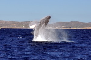 San jose Whales 